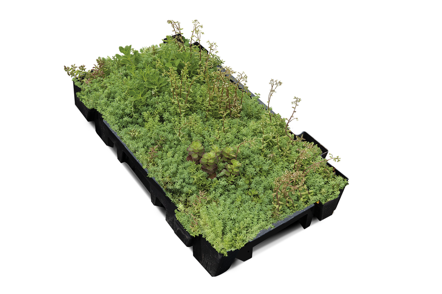 Cassette pr&eacute;cultiv&eacute;es SedumPack&reg;